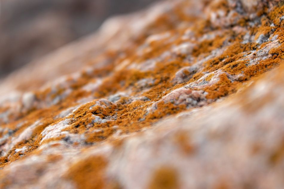 Antagonistic bacterial strains to prevent mold in mushrooms: the case of Blackthorn